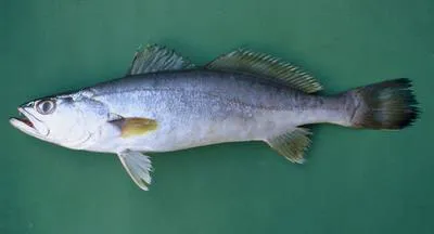 Smallscale weakfish (Cynoscion microlepidotus)