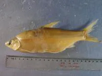 Smallscale yellowfin (Plagiognathops microlepis)