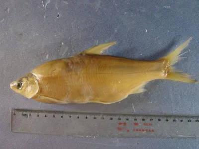 Smallscale yellowfin (Plagiognathops microlepis)