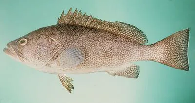 Smallscaled grouper (Epinephelus polylepis)