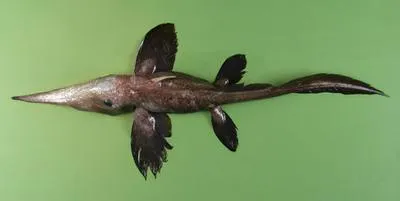 Smallspine spookfish (Harriotta haeckeli)