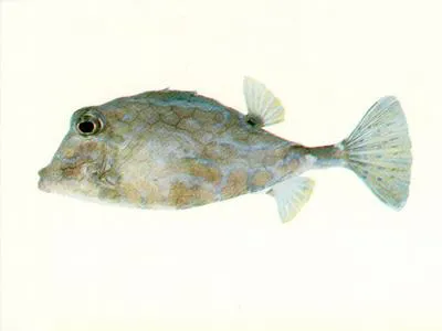 Smallspine turretfish (Tetrosomus reipublicae)