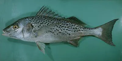Smallspotted grunter (Pomadasys commersonnii)