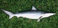 Smalltail shark (Carcharhinus porosus)