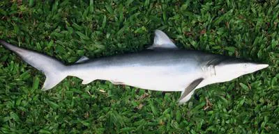 Smalltail shark (Carcharhinus porosus)