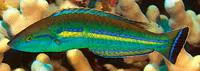 Smalltail wrasse (Pseudojuloides cerasinus)