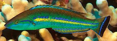 Smalltail wrasse (Pseudojuloides cerasinus)