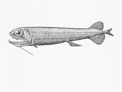 Smalltooth dragonfish (Pachystomias microdon)