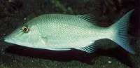 Smalltooth emperor (Lethrinus microdon)