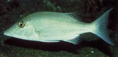 Smalltooth emperor (Lethrinus microdon)