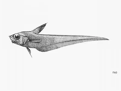 Smalltooth grenadier (Nezumia micronychodon)