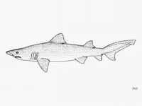 Smalltooth sand tiger (Odontaspis ferox)