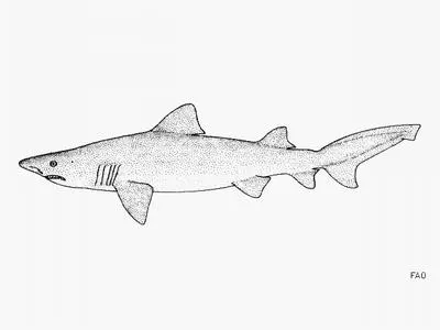Smalltooth sand tiger (Odontaspis ferox)