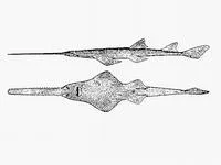 Smalltooth sawfish (Pristis pectinata)