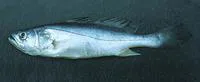 Smalltooth weakfish (Cynoscion steindachneri)