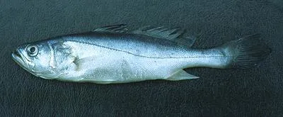 Smalltooth weakfish (Cynoscion steindachneri)