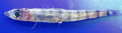 Smalltoothed argentine (Glossanodon leioglossus)