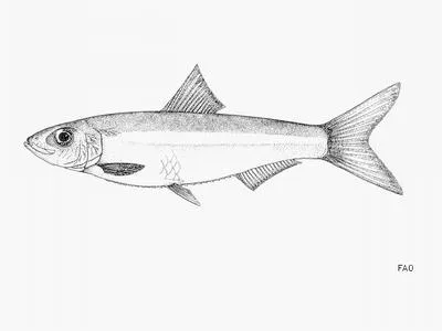 Smalltoothed pellonula (Pellonula leonensis)