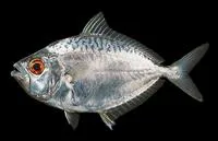 Smalltoothed ponyfish (Gazza achlamys)