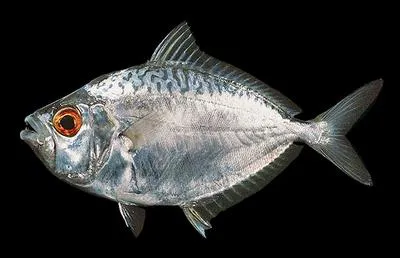 Smalltoothed ponyfish (Gazza achlamys)