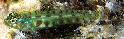 Smaragdus pygmy goby (Eviota smaragdus)