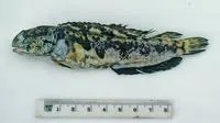 Smiler (Opistognathus jacksoniensis)
