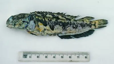 Smiler (Opistognathus jacksoniensis)