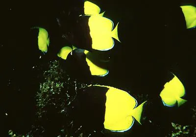 Smith's butterflyfish (Chaetodon smithi)