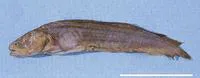 Smith's coralbrotula (Ogilbia davidsmithi)