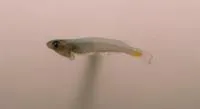 Smith's priapium fish (Phenacostethus smithi)