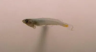 Smith's priapium fish (Phenacostethus smithi)