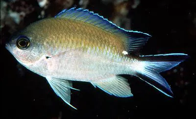 Smokey chromis (Chromis fumea)