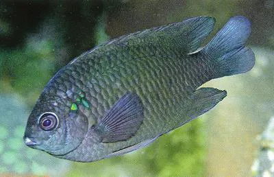 Smoky damsel (Pomacentrus littoralis)