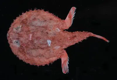 Smoky seabat (Halieutaea fumosa)