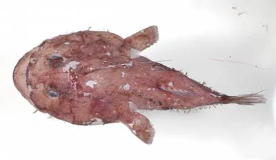 Smooth angler (Lophiodes mutilus)