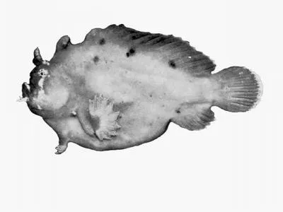 Smooth anglerfish (Phyllophryne scortea)