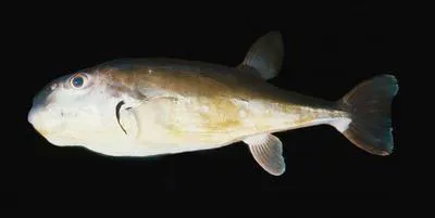 Smooth blaasop (Lagocephalus inermis)