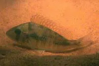 Smooth-cheek eartheater (Gymnogeophagus gymnogenys)