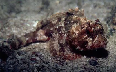 Smooth-cheek scorpionfish (Scorpaena isthmensis)