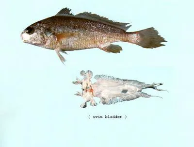 Smooth croaker (Johnius laevis)