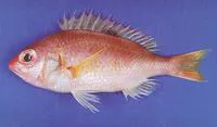Smooth dwarf monocle bream (Parascolopsis aspinosa)