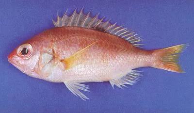 Smooth dwarf monocle bream (Parascolopsis aspinosa)