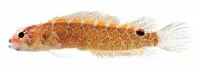 Smooth-eye blenny (Starksia atlantica)