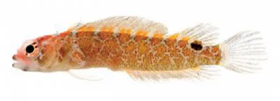 Smooth-eye blenny (Starksia atlantica)
