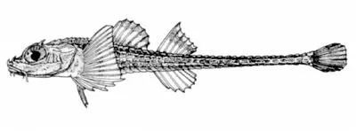 Smooth-eye poacher (Xeneretmus leiops)