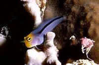 Smooth-fin blenny (Ecsenius frontalis)