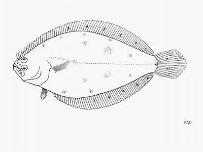 Smooth flounder (Citharichthys stampflii)