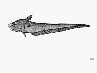 Smooth grenadier (Nezumia liolepis)