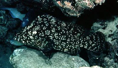 Smooth grouper (Dermatolepis striolata)