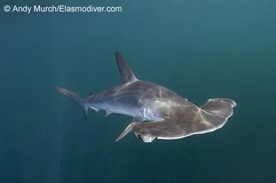 Smooth hammerhead (Sphyrna zygaena)